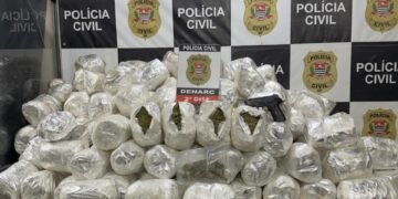 Polícia Civil apreende 138 quilos de skunk em caminhão vindo da Bahia para São Paulo