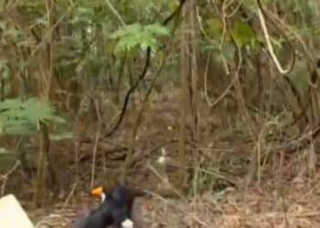 GPA realiza soltura de tucano reabilitado em área de preservação de Americana