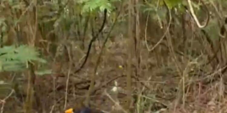 GPA realiza soltura de tucano reabilitado em área de preservação de Americana