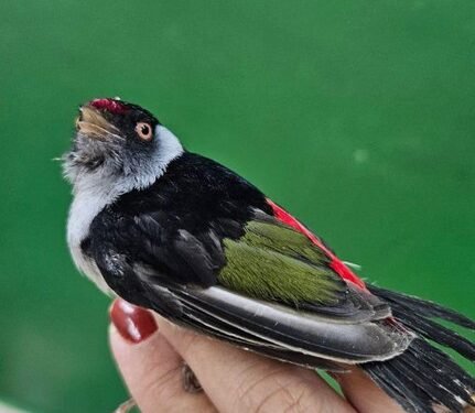 Agentes da Polícia Federal durante apreensão de pássaros silvestres e prisão de estrangeiro no Aeroporto de Guarulhos