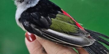 Agentes da Polícia Federal durante apreensão de pássaros silvestres e prisão de estrangeiro no Aeroporto de Guarulhos