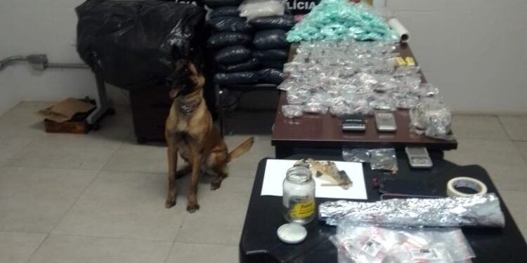 Canil da Guarda Civil Municipal apoia Polícia Civil e apreende grande quantidade de drogas em Santa Bárbara d’Oeste