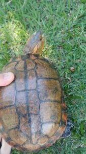 Equipe do Grupo de Proteção Ambiental da Guarda Municipal de Americana realiza resgate de jabuti próximo à represa do Salto Grande