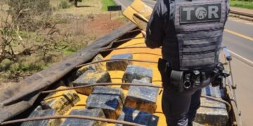 PMR apreende mais de uma tonelada de maconha e prende caminhoneiro maconha na Raposo Tavares