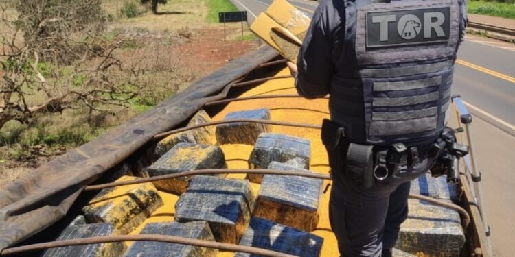 PMR apreende mais de uma tonelada de maconha e prende caminhoneiro maconha na Raposo Tavares