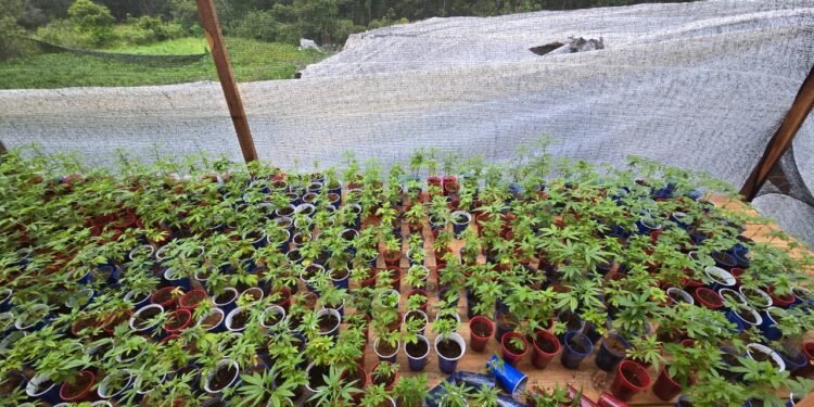 Polícia Civil descobre plantação de maconha em área rural de São Luiz do Paraitinga e prende oito envolvidos
