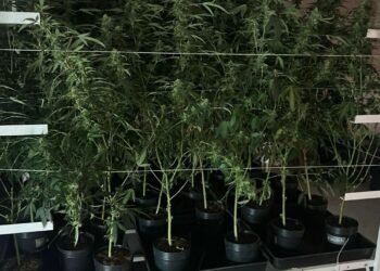 ROTA descobre estufa de maconha e prende casal por tráfico na Vila Sônia em São Paulo