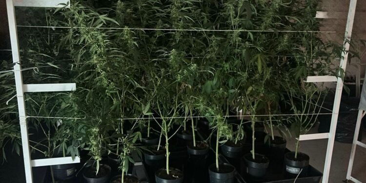 ROTA descobre estufa de maconha e prende casal por tráfico na Vila Sônia em São Paulo