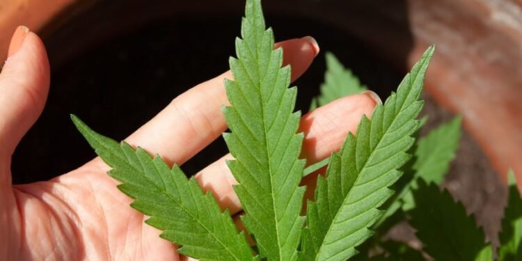 Stj adia regulamentação da cannabis medicinal e amplia prazo para União e Anvisa até março