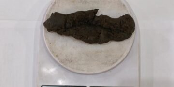 Polícia Penal apreensão de haxixe com visitante no CDP de São Vicente durante revista