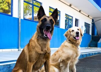 Natal das Árvores terá apresentações de cães da GCM