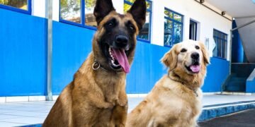 Natal das Árvores terá apresentações de cães da GCM
