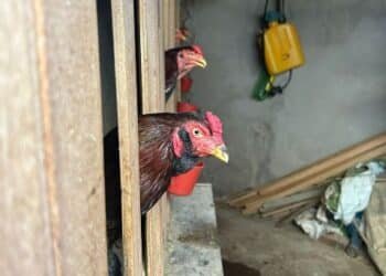 GCM resgata 39 galos ao prender homem por maus-tratos a animais em Americana