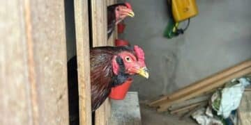 GCM resgata 39 galos ao prender homem por maus-tratos a animais em Americana