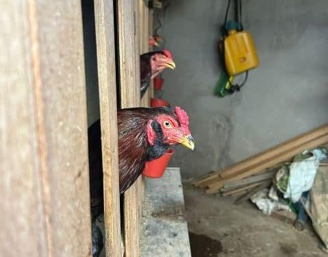 GCM resgata 39 galos ao prender homem por maus-tratos a animais em Americana