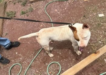 Caso de maus-tratos contra cão é investigado pela Polícia Civil