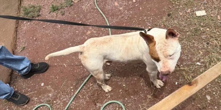 Caso de maus-tratos contra cão é investigado pela Polícia Civil