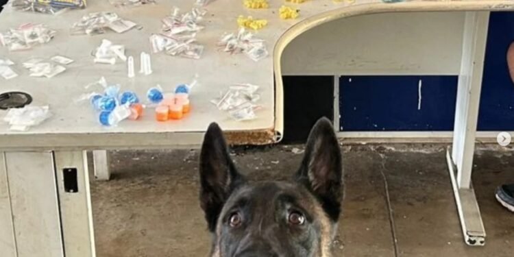 Canil da GCM apreende 288 porções de drogas no Jardim Telesp, em Campinas