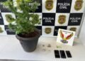 dise prende traficante com plantação de maconha #PraCegoVer: vaso com um pé de maconha ao lado de porções da droga e três celulares, com painel da Polícia Civil ao fundo identificando a DISE de Americana