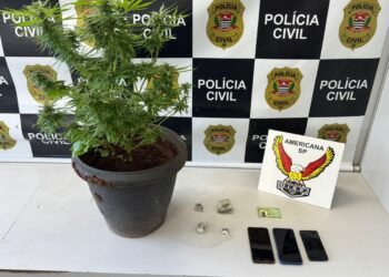 dise prende traficante com plantação de maconha #PraCegoVer: vaso com um pé de maconha ao lado de porções da droga e três celulares, com painel da Polícia Civil ao fundo identificando a DISE de Americana