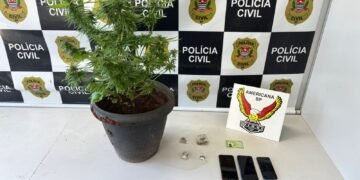 dise prende traficante com plantação de maconha #PraCegoVer: vaso com um pé de maconha ao lado de porções da droga e três celulares, com painel da Polícia Civil ao fundo identificando a DISE de Americana