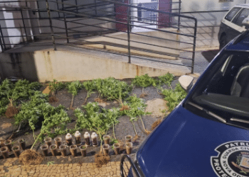Plantação de maconha apreendida pela GCM em Nova Odessa #PraCegoVer Agentes da Guarda Civil Municipal em área verde ao lado de vegetação onde pés de maconha foram encontrados e apreendidos durante operação noturna.