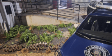 Plantação de maconha apreendida pela GCM em Nova Odessa #PraCegoVer Agentes da Guarda Civil Municipal em área verde ao lado de vegetação onde pés de maconha foram encontrados e apreendidos durante operação noturna.