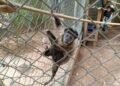 gpa resgata macaco prego ferido em americana #PraCegoVer macaco-prego resgatado por guardas municipais preso e pendurado nas grades, foi encaminhado ao atendimento especializado