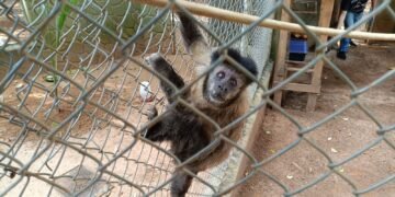 gpa resgata macaco prego ferido em americana #PraCegoVer macaco-prego resgatado por guardas municipais preso e pendurado nas grades, foi encaminhado ao atendimento especializado