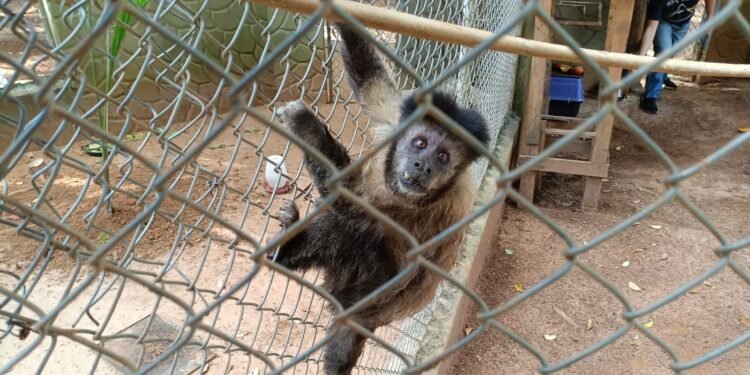 gpa resgata macaco prego ferido em americana #PraCegoVer macaco-prego resgatado por guardas municipais preso e pendurado nas grades, foi encaminhado ao atendimento especializado