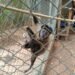 gpa resgata macaco prego ferido em americana #PraCegoVer macaco-prego resgatado por guardas municipais preso e pendurado nas grades, foi encaminhado ao atendimento especializado