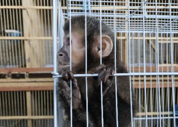 Macaco-prego apreendido em operação contra tráfico de animais em Indaiatuba #PraCegoVer Na imagem, um macaco-prego aparece dentro de uma gaiola metálica, segurando as grades com as patas, em ambiente fechado com outras estruturas ao fundo.