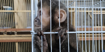 Macaco-prego apreendido em operação contra tráfico de animais em Indaiatuba #PraCegoVer Na imagem, um macaco-prego aparece dentro de uma gaiola metálica, segurando as grades com as patas, em ambiente fechado com outras estruturas ao fundo.