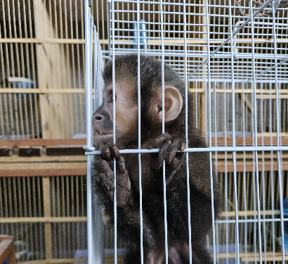 Macaco-prego apreendido em operação contra tráfico de animais em Indaiatuba #PraCegoVer Na imagem, um macaco-prego aparece dentro de uma gaiola metálica, segurando as grades com as patas, em ambiente fechado com outras estruturas ao fundo.