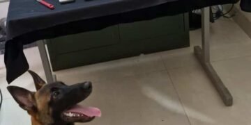 dise prende traficante com mais de 10 kg de drogas em votuporanga durante ação contra tráfico #PraCegoVer: imagem mostra mesa com grande quantidade de drogas apreendidas, incluindo tijolos e porções, além de balanças de precisão e materiais para embalo; ao fundo há painel da Polícia Civil e uma placa da DISE Votuporanga, enquanto um cão policial está sentado à frente da mesa