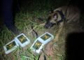 DISE prende traficante com cocaína enterrada #PraCegoVer cão farejador da Polícia Civil localiza tijolos de cocaína enterrados em terreno com vegetação durante operação noturna