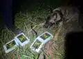 DISE prende traficante com cocaína enterrada #PraCegoVer cão farejador da Polícia Civil localiza tijolos de cocaína enterrados em terreno com vegetação durante operação noturna