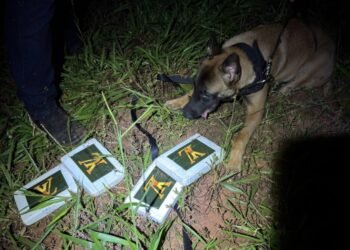 DISE prende traficante com cocaína enterrada #PraCegoVer cão farejador da Polícia Civil localiza tijolos de cocaína enterrados em terreno com vegetação durante operação noturna