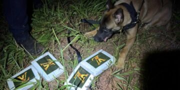 DISE prende traficante com cocaína enterrada #PraCegoVer cão farejador da Polícia Civil localiza tijolos de cocaína enterrados em terreno com vegetação durante operação noturna