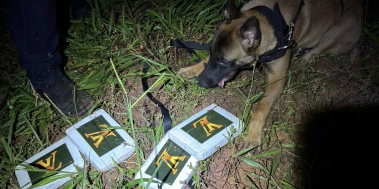 DISE prende traficante com cocaína enterrada #PraCegoVer cão farejador da Polícia Civil localiza tijolos de cocaína enterrados em terreno com vegetação durante operação noturna