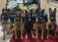BAEP apreende mais de 38 mil porções de drogas em apartamento de Carapicuíba #PraCegoVer: cães farejadores do Canil do BAEP posicionados em frente a grande quantidade de drogas apreendidas durante operação policial em apartamento na Grande São Paulo.