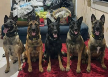 BAEP apreende mais de 38 mil porções de drogas em apartamento de Carapicuíba #PraCegoVer: cães farejadores do Canil do BAEP posicionados em frente a grande quantidade de drogas apreendidas durante operação policial em apartamento na Grande São Paulo.