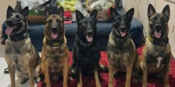BAEP apreende mais de 38 mil porções de drogas em apartamento de Carapicuíba #PraCegoVer: cães farejadores do Canil do BAEP posicionados em frente a grande quantidade de drogas apreendidas durante operação policial em apartamento na Grande São Paulo.