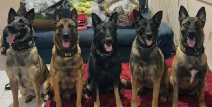 BAEP apreende mais de 38 mil porções de drogas em apartamento de Carapicuíba #PraCegoVer: cães farejadores do Canil do BAEP posicionados em frente a grande quantidade de drogas apreendidas durante operação policial em apartamento na Grande São Paulo.