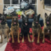 BAEP apreende mais de 38 mil porções de drogas em apartamento de Carapicuíba #PraCegoVer: cães farejadores do Canil do BAEP posicionados em frente a grande quantidade de drogas apreendidas durante operação policial em apartamento na Grande São Paulo.
