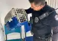 soltura de 11 saruês em Americana #PraCegoVer: equipes do GPA acompanham devolução de animais silvestres em área de preservação ambiental