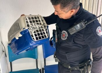 soltura de 11 saruês em Americana #PraCegoVer: equipes do GPA acompanham devolução de animais silvestres em área de preservação ambiental