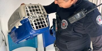 soltura de 11 saruês em Americana #PraCegoVer: equipes do GPA acompanham devolução de animais silvestres em área de preservação ambiental