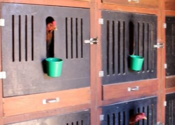 DIG identifica suspeito em roubo de carga em Cosmopolis e encontra rinha de galo