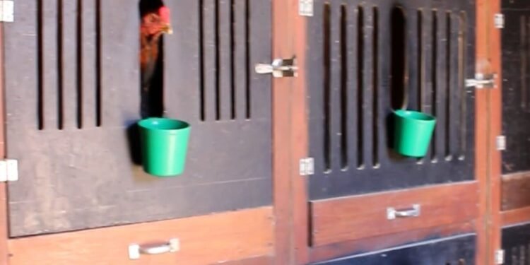 DIG identifica suspeito em roubo de carga em Cosmopolis e encontra rinha de galo